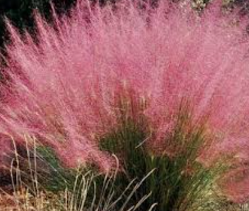 Muhlenbergia capillaris vaso 14