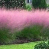 Muhlenbergia capillaris vaso 14