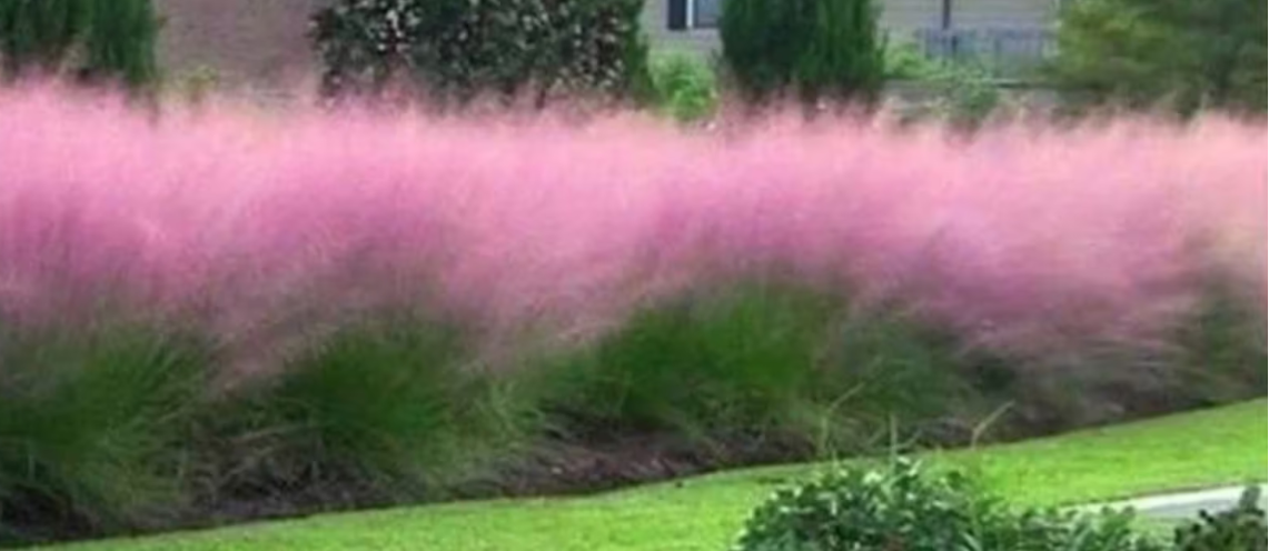 Muhlenbergia capillaris vaso 14