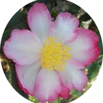 Camelia sasanqua rainbow vaso 18