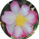 Camelia sasanqua rainbow vaso 18