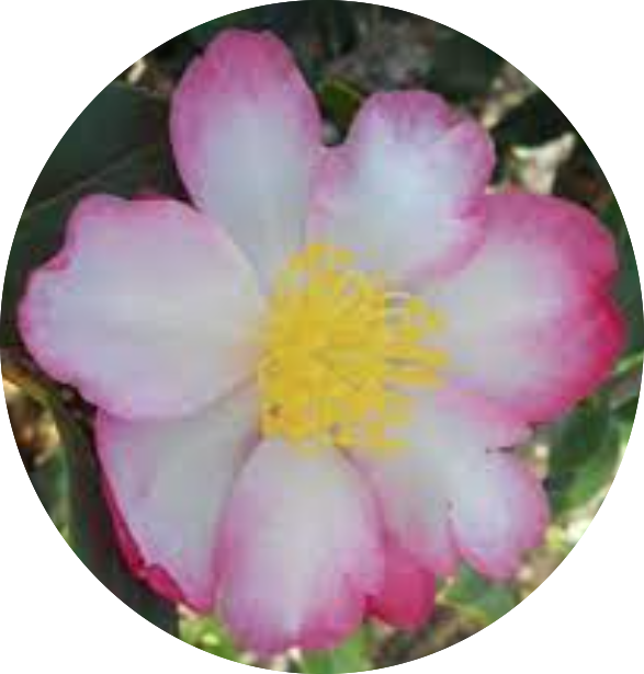 Camelia sasanqua rainbow vaso 18