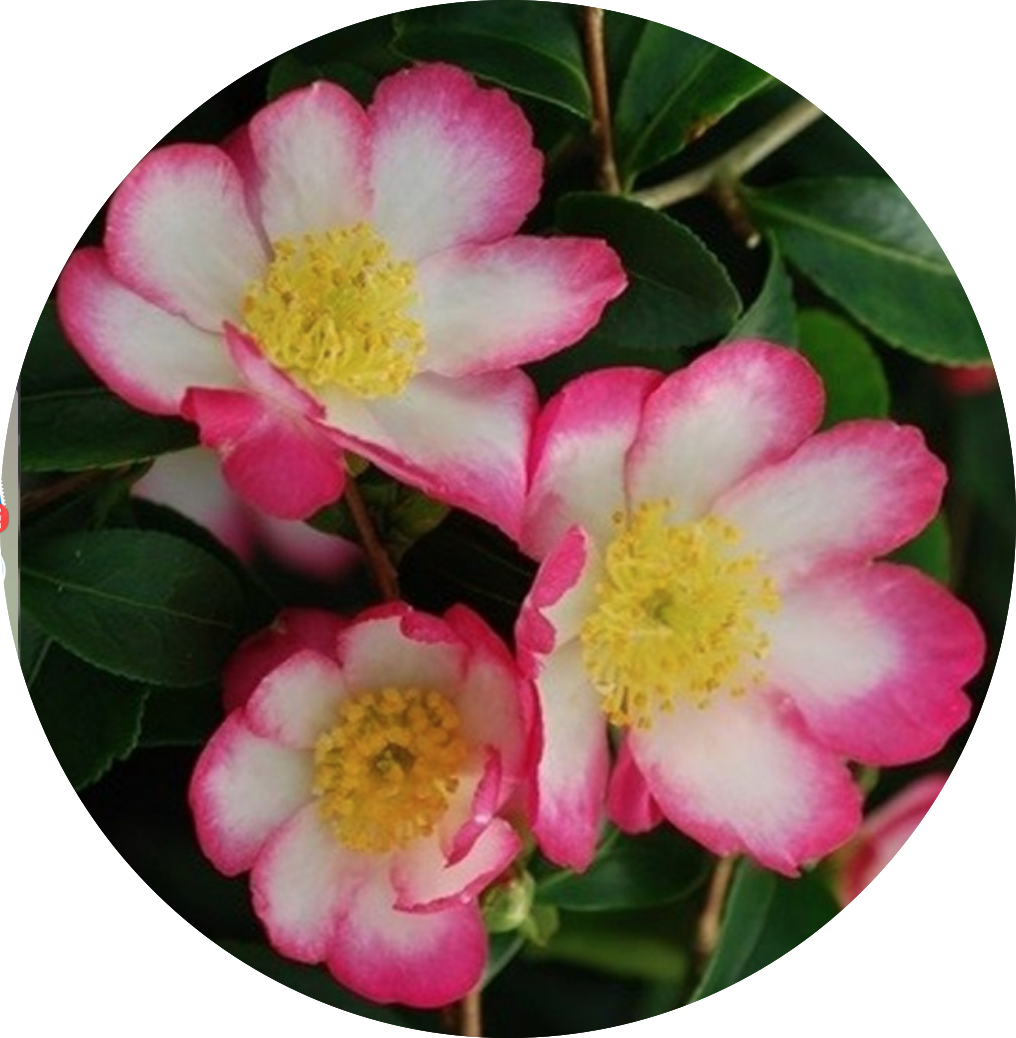 Camelia sasanqua rainbow vaso 18