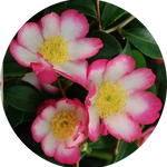 Camelia sasanqua rainbow vaso 18