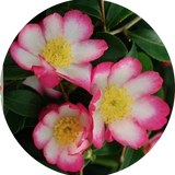 Camelia sasanqua rainbow vaso 18