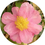 Camelia sasanqua Isoli vaso 18