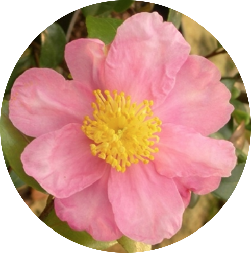 Camelia sasanqua Isoli vaso 18