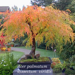 Acer Palmatum Dissectum Viridis vaso 15
