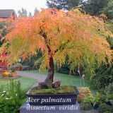 Acer Palmatum Dissectum Viridis vaso 15