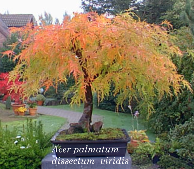 Acer Palmatum Dissectum Viridis vaso 15