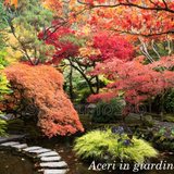 Acer Palmatum Dissectum Viridis vaso 15