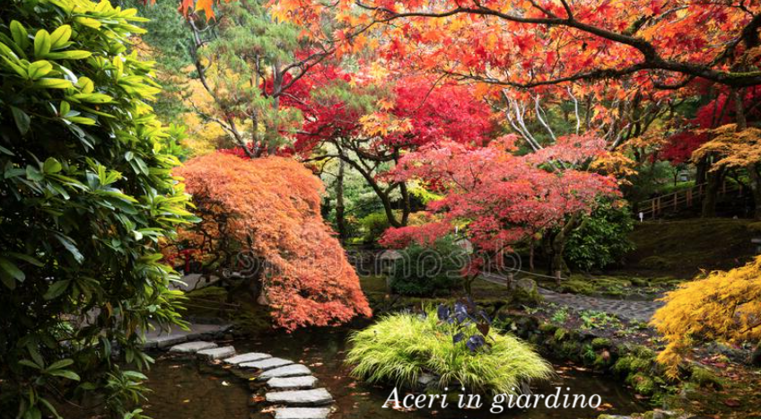 Acer Palmatum Dissectum Viridis vaso 15