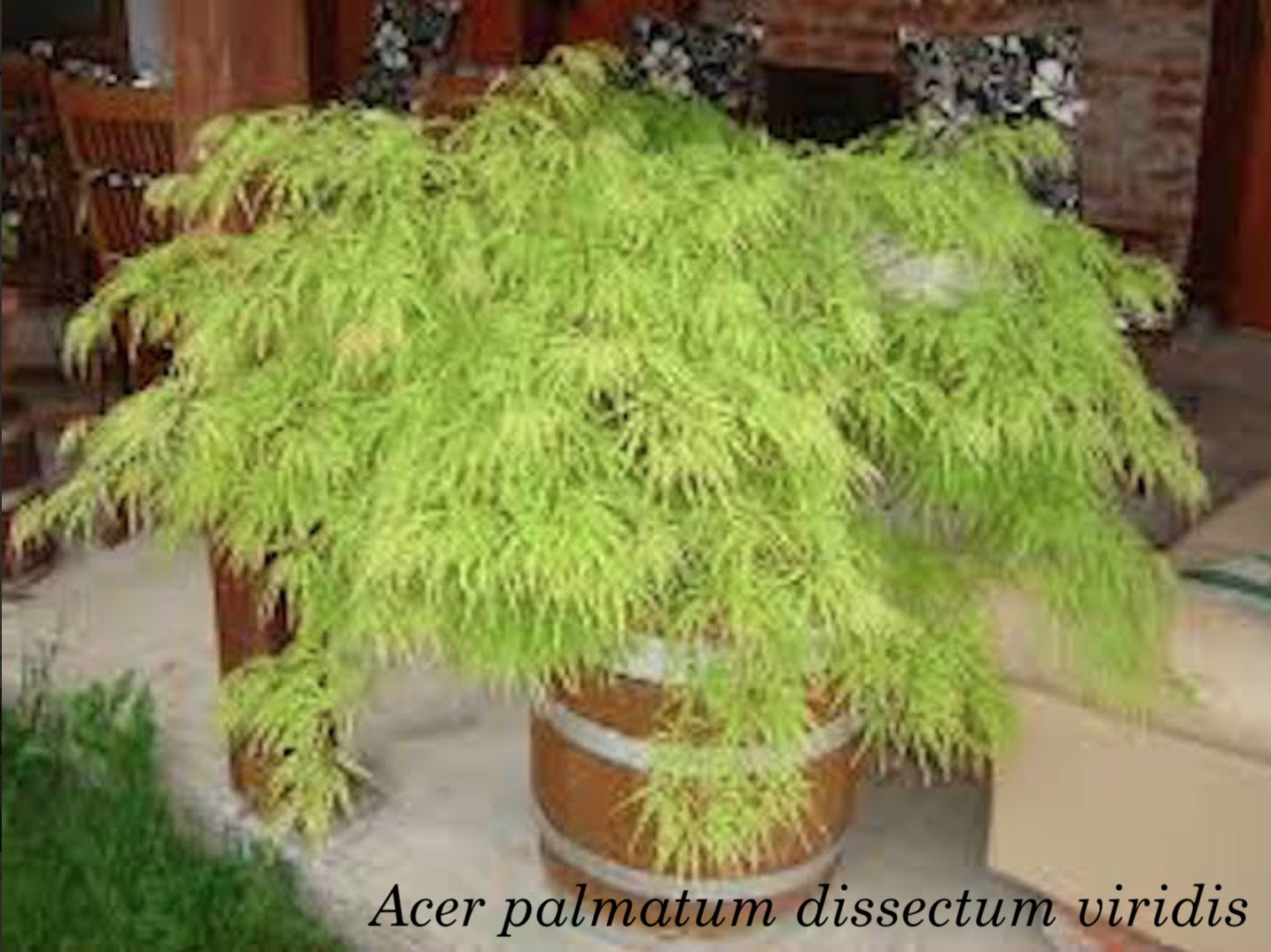 Acer Palmatum Dissectum Viridis vaso 15