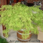 Acer Palmatum Dissectum Viridis vaso 15
