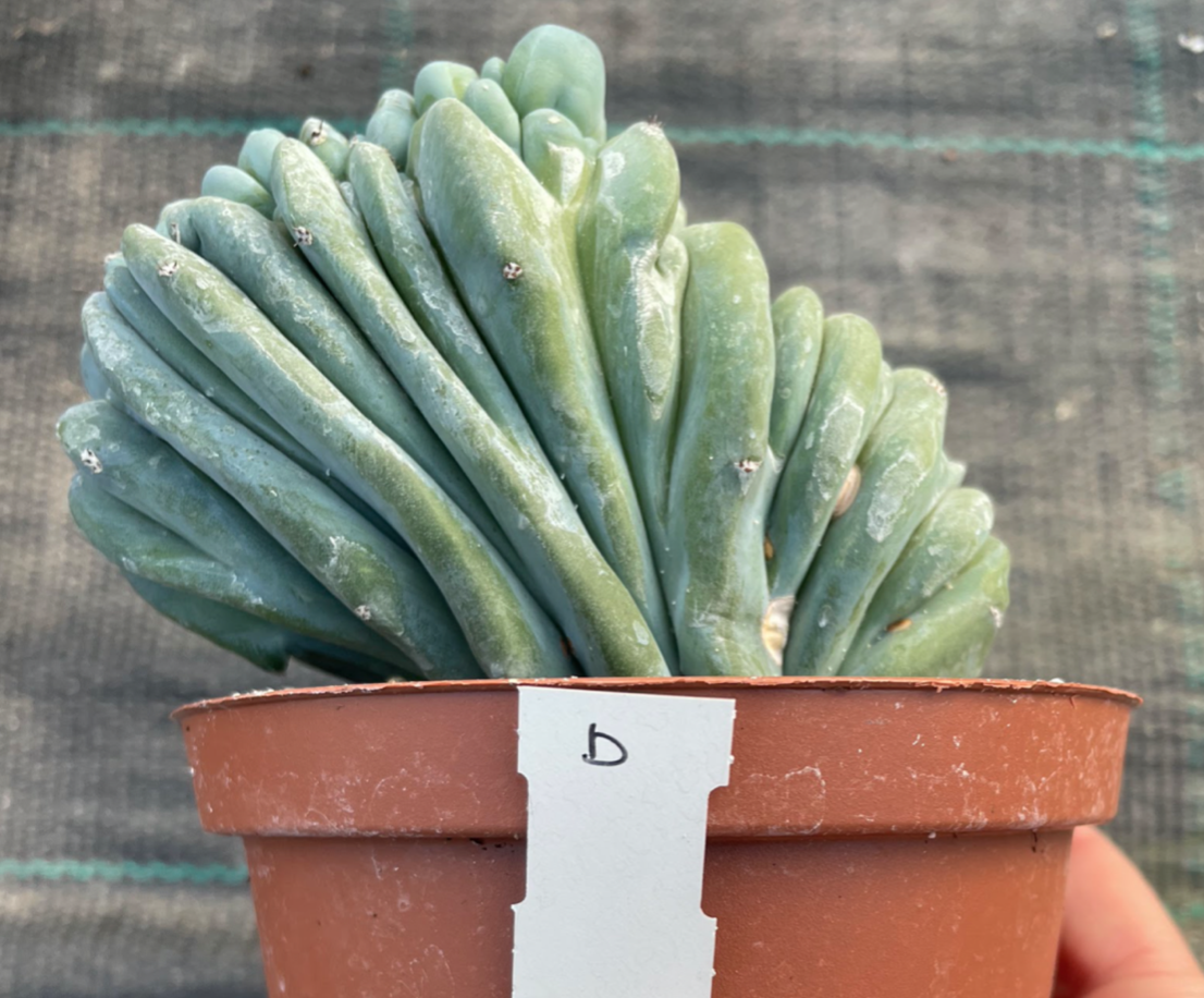 Myrtillocactus Geometrizans Crestato strictum (D)