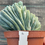 Myrtillocactus Geometrizans Crestato strictum (D)