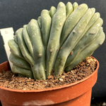 Myrtillocactus Geometrizans Crestato strictum (D)