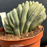 Myrtillocactus Geometrizans Crestato strictum (D)