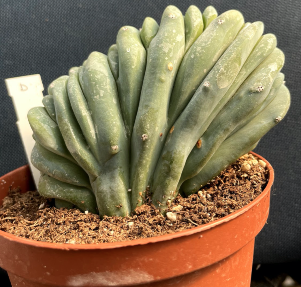 Myrtillocactus Geometrizans Crestato strictum (D)