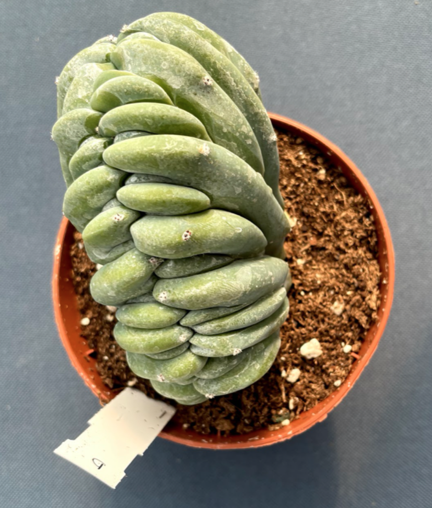 Myrtillocactus Geometrizans Crestato strictum (D)