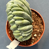 Myrtillocactus Geometrizans Crestato strictum (D)