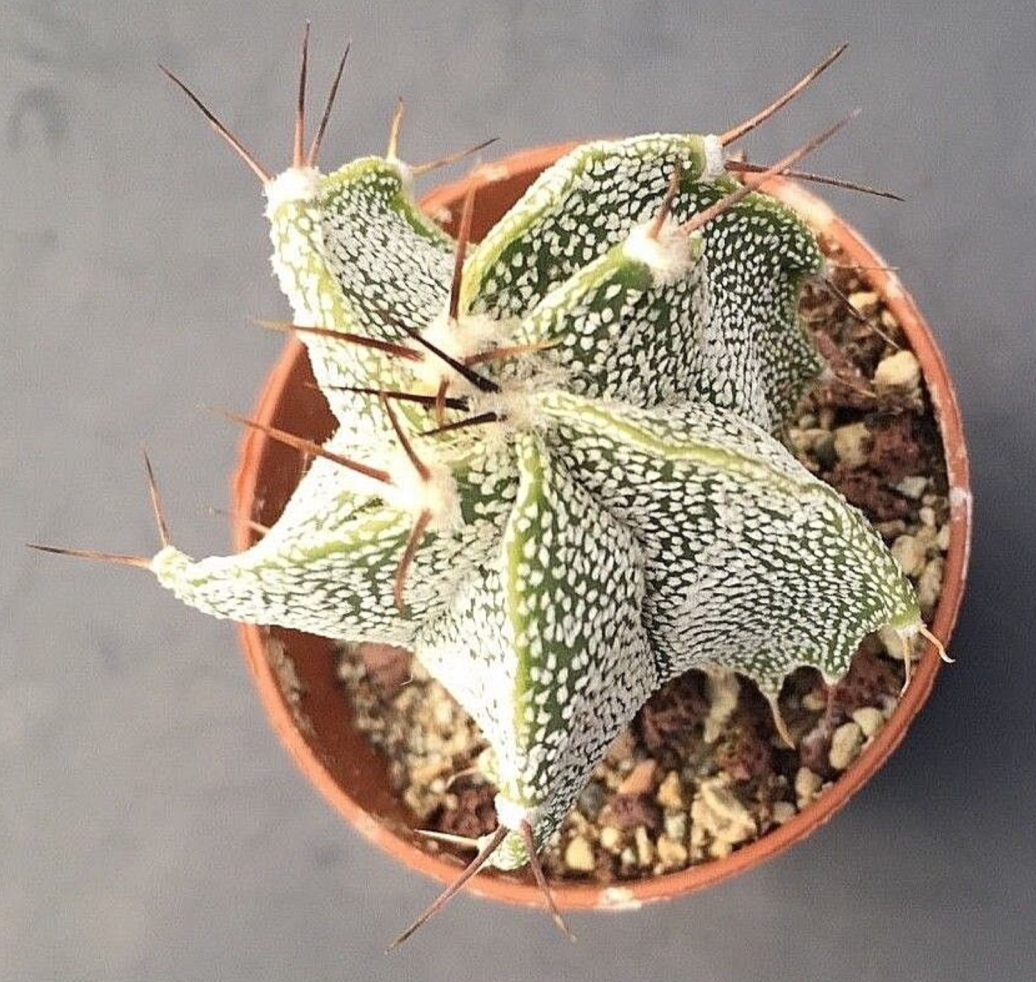 Astrophytum ornatum
