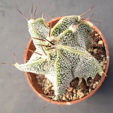 Astrophytum ornatum