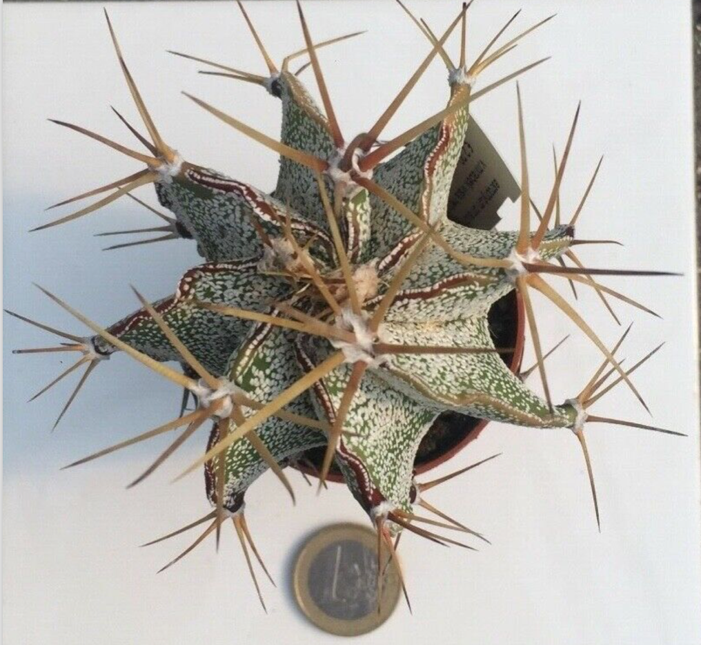 Astrophytum Ornatum mirabellii vista Hermosa
