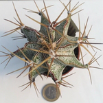 Astrophytum Ornatum mirabellii vista Hermosa