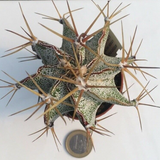 Astrophytum Ornatum mirabellii vista Hermosa