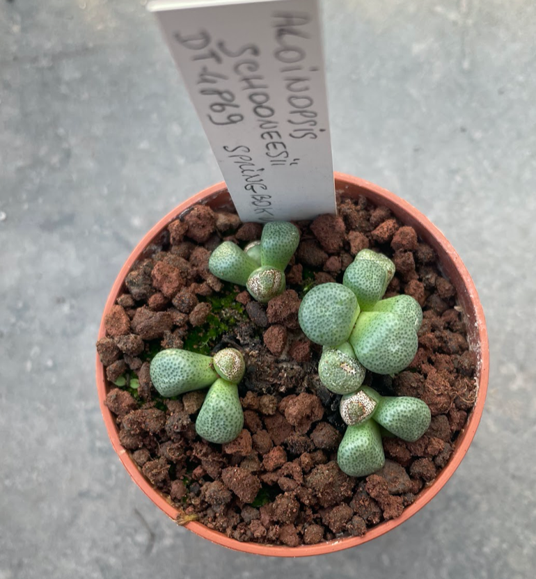 Aloinopsis schooneesii dt-4869 spring bok vlakte
