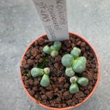 Aloinopsis schooneesii dt-4869 spring bok vlakte