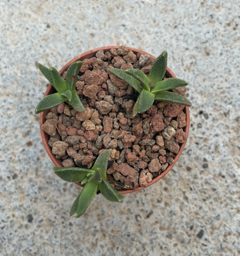 Aloinopsis acuta