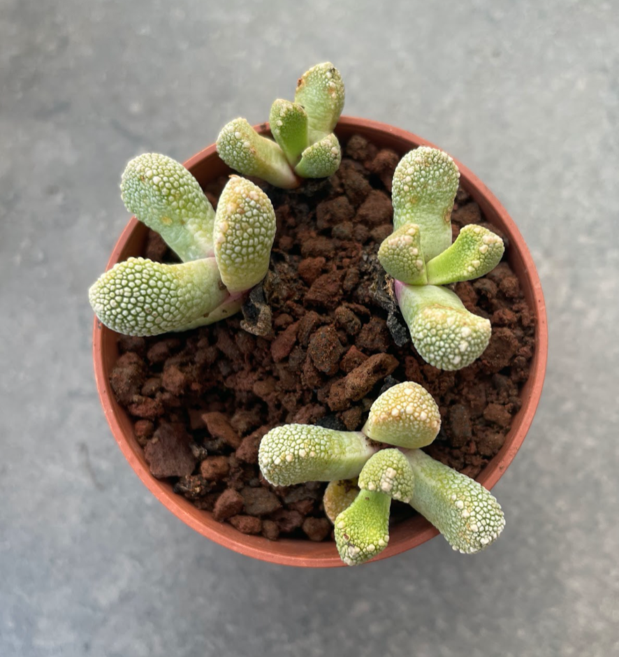 Aloinopsis setifera kliprand