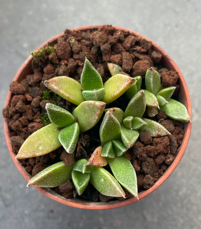 Aloinopsis peersii kerkplaas