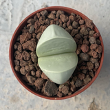Argyroderma delaetii soutriver