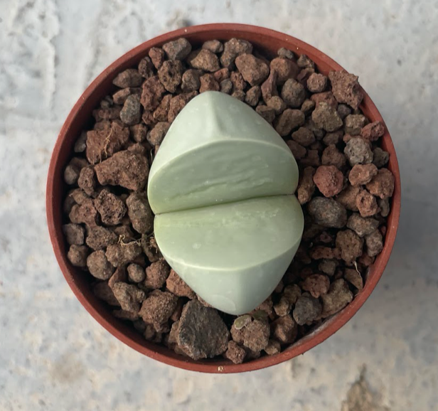 Argyroderma delaetii soutriver