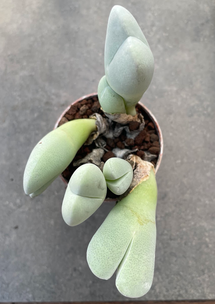 Cheiridopsis pillansii