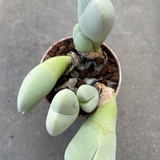 Cheiridopsis pillansii