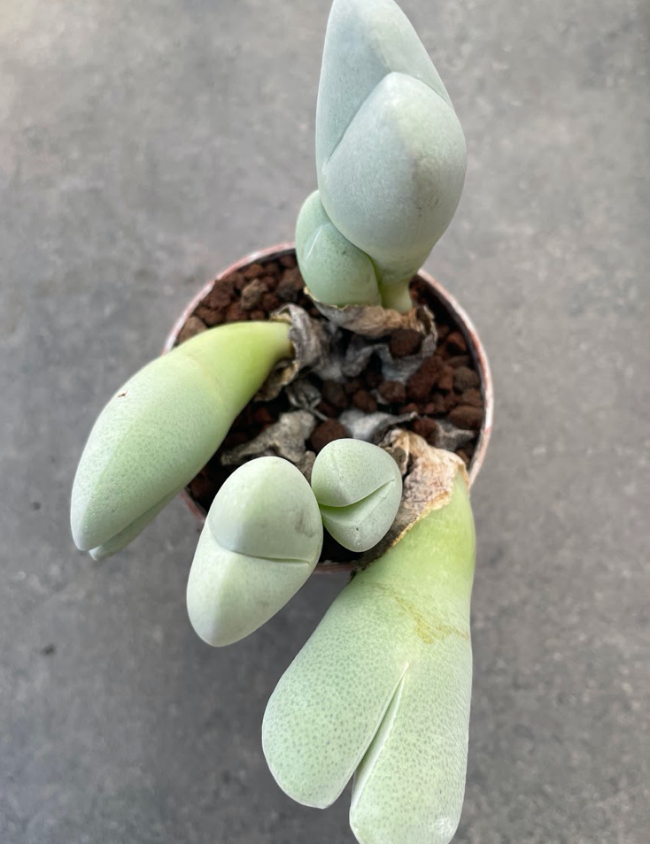 Cheiridopsis pillansii