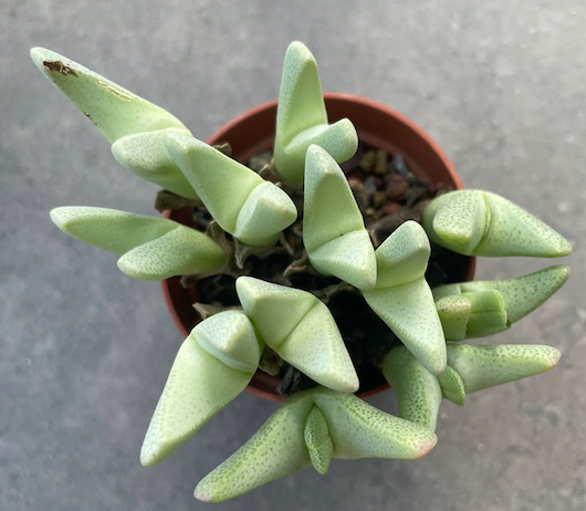 Cheiridopsis schlechteri