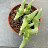 Cheiridopsis subaequalis khurisberg