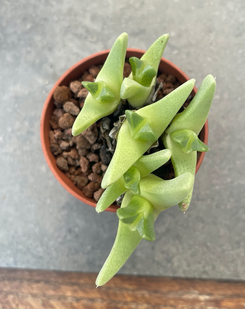 Cheiridopsis subaequalis khurisberg