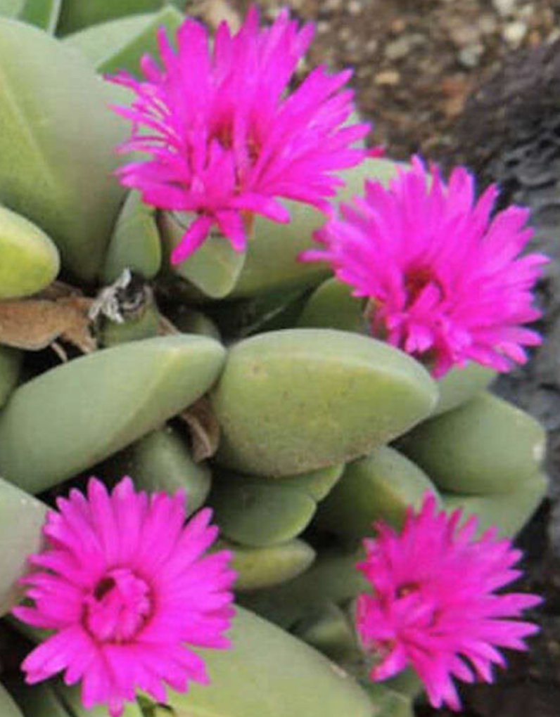 Cheiridopsis purpurea