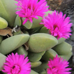 Cheiridopsis purpurea