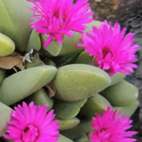Cheiridopsis purpurea