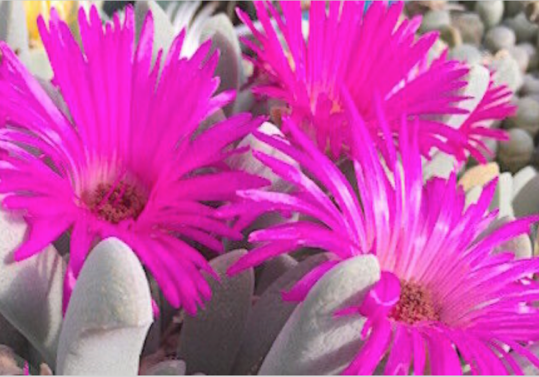 Cheiridopsis purpurea