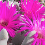 Cheiridopsis purpurea