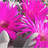 Cheiridopsis purpurea