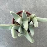 Cheiridopsis purpurea
